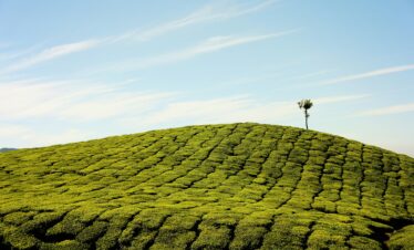 MUNNAR & ALLEPPEY